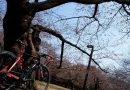 4月5日(水)・6日(木)bikeport横浜西口店WeeklyRide　中止のお知らせ